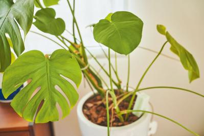 【お金・投資】トップブロガー中道あんさんが50代でたどりついた「自分ひとり分だけでOK」という考え方（サムネイル画像10）