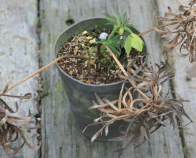 【クリスマスローズの植えつけ・鉢植え】初心者必見！ プロセス写真入り【画像19枚】（サムネイル画像15）