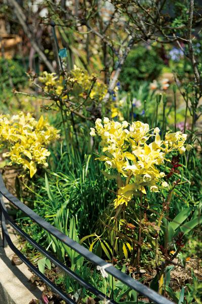 【クリスマスローズの庭実例】季節ごとに様々な植物が顔を出すガーデン＆有名ナーセリーの名花をコレクション（サムネイル画像4）