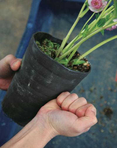 【クリスマスローズの植えつけ・鉢植え】初心者必見！ プロセス写真入り【画像19枚】（サムネイル画像4）