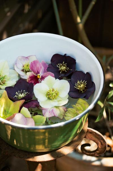 【クリスマスローズの庭実例】白や紫の落ち着いた花色の花壇＆和の植物とクリスマスローズが調和するガーデン【ガーデニング】（サムネイル画像4）