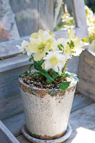 クリスマスローズの苗を購入する前に必見！　園芸店のスーパーバイヤーに教わる【苗の選び方】と【土と鉢の準備】の基礎知識（サムネイル画像12）