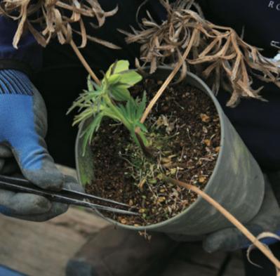 【クリスマスローズの植えつけ・鉢植え】初心者必見！ プロセス写真入り【画像19枚】（サムネイル画像16）