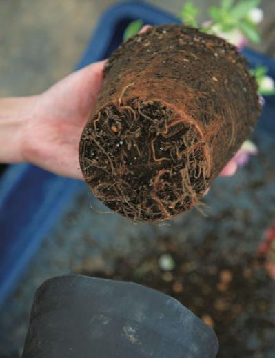 【クリスマスローズの植えつけ・鉢植え】初心者必見！ プロセス写真入り【画像19枚】（サムネイル画像5）