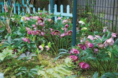 【クリスマスローズの庭実例】達人のプライベートガーデン＆タネから育てた愛情たっぷりの庭【ガーデニング】