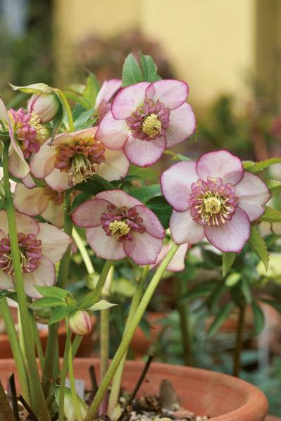 【クリスマスローズの庭実例】季節ごとに様々な植物が顔を出すガーデン＆有名ナーセリーの名花をコレクション（サムネイル画像11）