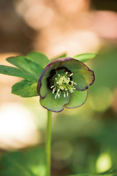 【クリスマスローズの庭実例】白や紫の落ち着いた花色の花壇＆和の植物とクリスマスローズが調和するガーデン【ガーデニング】（サムネイル画像8）