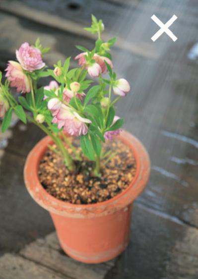 【クリスマスローズの植えつけ・鉢植え】初心者必見！ プロセス写真入り【画像19枚】（サムネイル画像14）