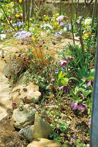 【クリスマスローズの庭実例】季節ごとに様々な植物が顔を出すガーデン＆有名ナーセリーの名花をコレクション（サムネイル画像7）