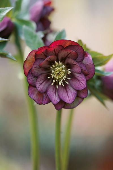 【クリスマスローズの庭実例】季節ごとに様々な植物が顔を出すガーデン＆有名ナーセリーの名花をコレクション（サムネイル画像9）