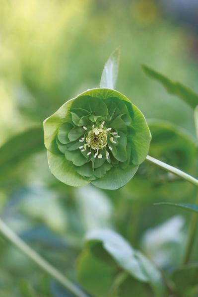 【実例】クリスマスローズ愛好家の庭Part１｜達人のプライベートガーデン＆みずから交配し育てる愛情たっぷりの庭（サムネイル画像13）