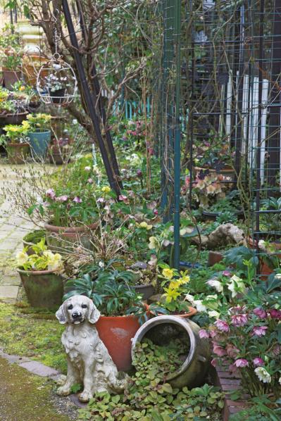 【実例】クリスマスローズ愛好家の庭Part１｜達人のプライベートガーデン＆みずから交配し育てる愛情たっぷりの庭（サムネイル画像2）