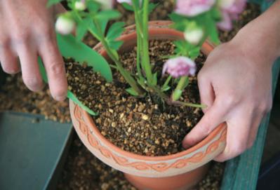 【クリスマスローズの植えつけ・鉢植え】初心者必見！ プロセス写真入り【画像19枚】（サムネイル画像11）