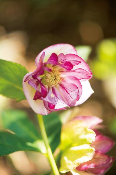 【クリスマスローズの庭実例】白や紫の落ち着いた花色の花壇＆和の植物とクリスマスローズが調和するガーデン【ガーデニング】（サムネイル画像6）