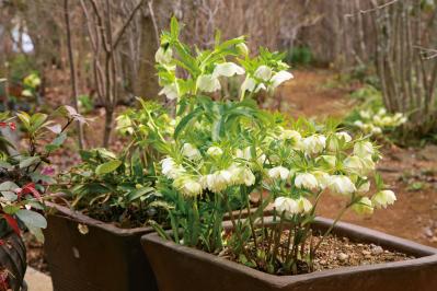 【クリスマスローズの庭実例】季節ごとに様々な植物が顔を出すガーデン＆有名ナーセリーの名花をコレクション（サムネイル画像10）