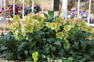 【クリスマスローズの植えつけ・鉢植え】初心者必見！ プロセス写真入り【画像19枚】（サムネイル画像）