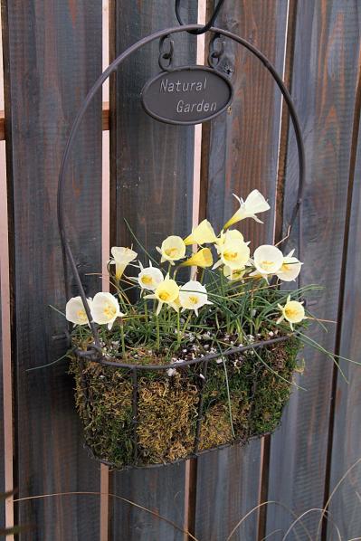 プロに教わる、クリスマスローズの庭への植えつけ方|相性のよい植物は？｜プロの実際の植えつけ作業を拝見！（サムネイル画像4）