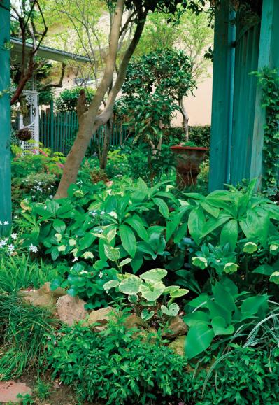 【クリスマスローズの庭実例】白や紫の落ち着いた花色の花壇＆和の植物とクリスマスローズが調和するガーデン【ガーデニング】（サムネイル画像14）