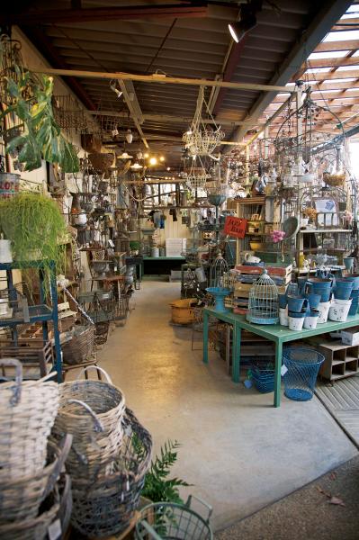 クリスマスローズの苗を購入する前に必見！　園芸店のスーパーバイヤーに教わる【苗の選び方】と【土と鉢の準備】の基礎知識（サムネイル画像5）