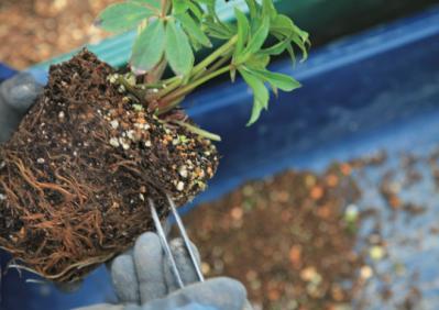 【クリスマスローズの植えつけ・鉢植え】初心者必見！ プロセス写真入り【画像19枚】（サムネイル画像13）