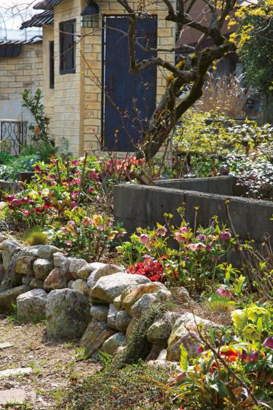 【実例】クリスマスローズ愛好家の庭Part１｜達人のプライベートガーデン＆みずから交配し育てる愛情たっぷりの庭（サムネイル画像11）