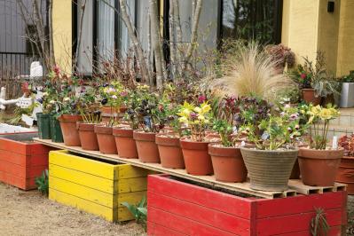 【クリスマスローズの庭実例】季節ごとに様々な植物が顔を出すガーデン＆有名ナーセリーの名花をコレクション（サムネイル画像12）