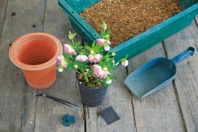【クリスマスローズの植えつけ・鉢植え】初心者必見！ プロセス写真入り【画像19枚】（サムネイル画像2）