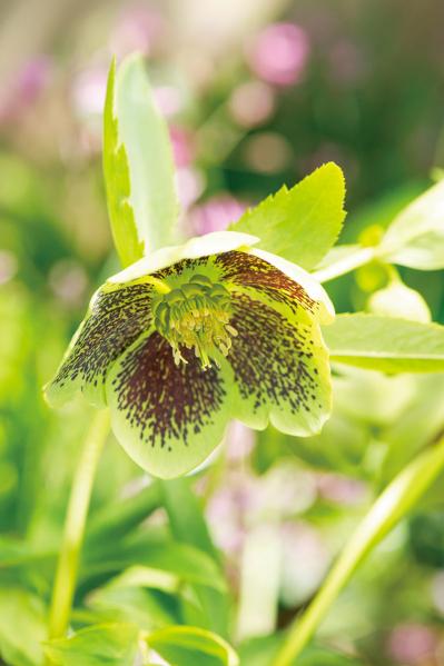 【クリスマスローズの庭実例】季節ごとに様々な植物が顔を出すガーデン＆有名ナーセリーの名花をコレクション（サムネイル画像3）