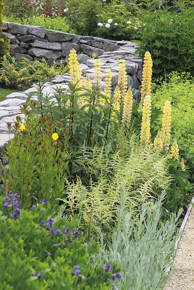 プロに教わる、クリスマスローズの庭への植えつけ方|相性のよい植物は？｜プロの実際の植えつけ作業を拝見！（サムネイル画像6）