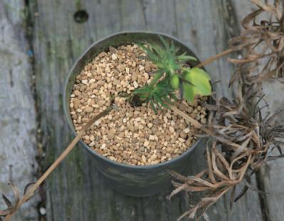 【クリスマスローズの植えつけ・鉢植え】初心者必見！ プロセス写真入り【画像19枚】（サムネイル画像18）