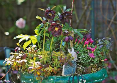 【実例】クリスマスローズ愛好家の庭Part１｜達人のプライベートガーデン＆みずから交配し育てる愛情たっぷりの庭（サムネイル画像3）