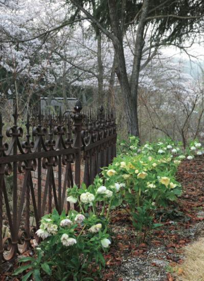 【クリスマスローズの植えつけ・鉢植え】初心者必見！ プロセス写真入り【画像19枚】（サムネイル画像19）