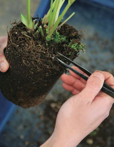【クリスマスローズの植えつけ・鉢植え】初心者必見！ プロセス写真入り【画像19枚】（サムネイル画像6）