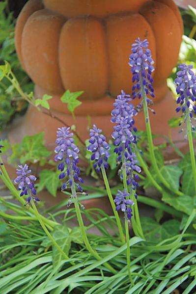 プロに教わる、クリスマスローズの庭への植えつけ方|相性のよい植物は？｜プロの実際の植えつけ作業を拝見！（サムネイル画像3）