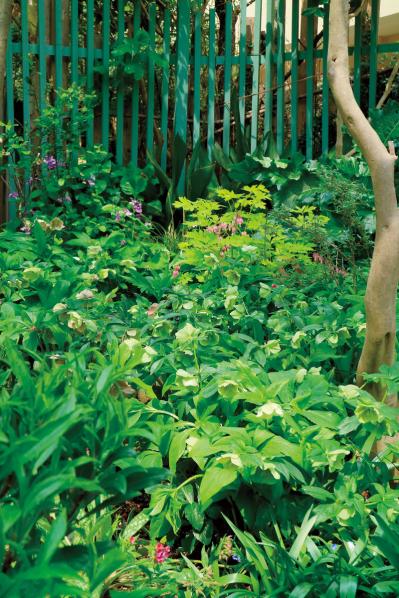 【クリスマスローズの庭実例】白や紫の落ち着いた花色の花壇＆和の植物とクリスマスローズが調和するガーデン【ガーデニング】（サムネイル画像11）