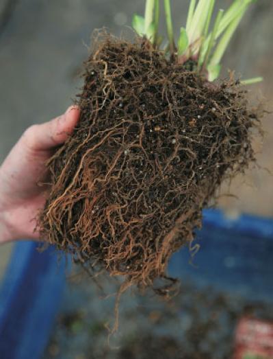 【クリスマスローズの植えつけ・鉢植え】初心者必見！ プロセス写真入り【画像19枚】（サムネイル画像7）