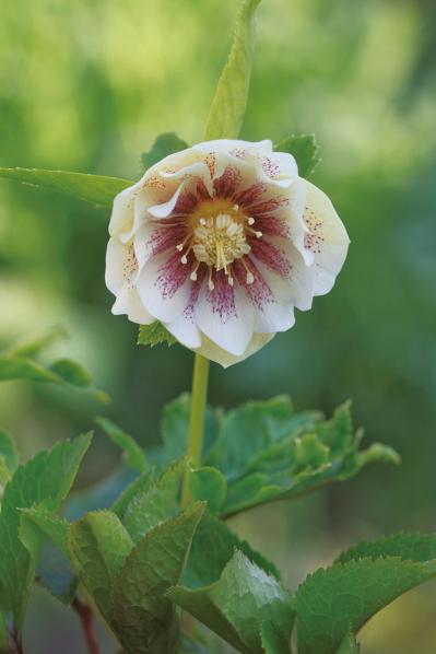 【実例】クリスマスローズ愛好家の庭Part１｜達人のプライベートガーデン＆みずから交配し育てる愛情たっぷりの庭（サムネイル画像9）