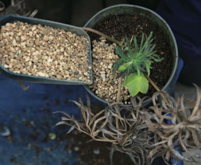 【クリスマスローズの植えつけ・鉢植え】初心者必見！ プロセス写真入り【画像19枚】（サムネイル画像17）