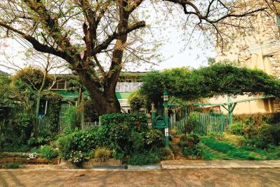 【クリスマスローズの庭実例】白や紫の落ち着いた花色の花壇＆和の植物とクリスマスローズが調和するガーデン【ガーデニング】（サムネイル画像10）