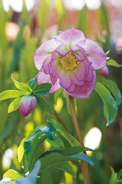 クリスマスローズの苗を購入する前に必見！　園芸店のスーパーバイヤーに教わる【苗の選び方】と【土と鉢の準備】の基礎知識（サムネイル画像7）