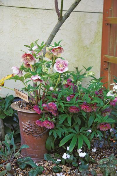 【実例】クリスマスローズ愛好家の庭Part１｜達人のプライベートガーデン＆みずから交配し育てる愛情たっぷりの庭（サムネイル画像8）