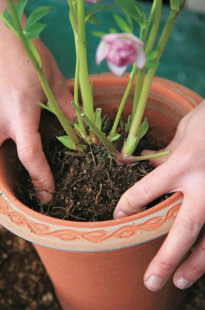 【クリスマスローズの植えつけ・鉢植え】初心者必見！ プロセス写真入り【画像19枚】（サムネイル画像10）