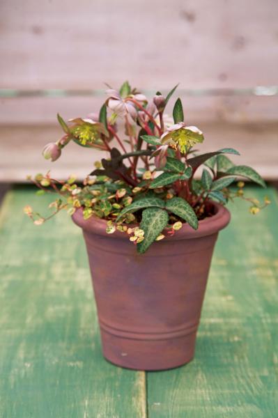 クリスマスローズの苗を購入する前に必見！　園芸店のスーパーバイヤーに教わる【苗の選び方】と【土と鉢の準備】の基礎知識（サムネイル画像11）