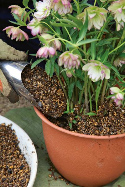 【写真で詳しく解説】プロに教わるクリスマスローズ育て。今年は「小さい苗から始めて、大株作り」を目指す！（サムネイル画像15）