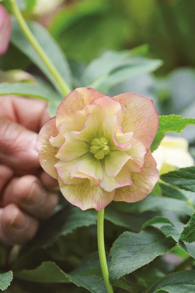 【クリスマスローズの庭実例】園芸ソムリエが伝授！鉢植えで楽しむガーデンと鉢の栽培方法【ガーデニング】（サムネイル画像8）