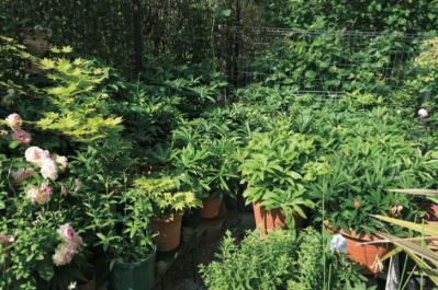 【クリスマスローズの庭実例】園芸ソムリエが伝授！鉢植えで楽しむガーデンと鉢の栽培方法【ガーデニング】（サムネイル画像5）