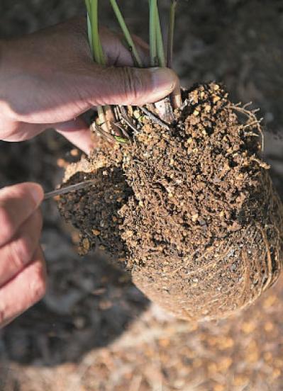 プロに教わる、クリスマスローズの庭への植えつけ方|相性のよい植物は？｜プロの実際の植えつけ作業を拝見！（サムネイル画像12）