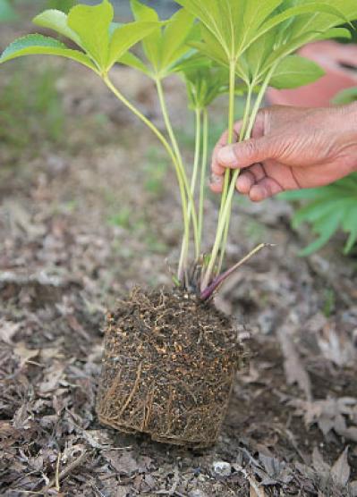 プロに教わる、クリスマスローズの庭への植えつけ方|相性のよい植物は？｜プロの実際の植えつけ作業を拝見！（サムネイル画像13）