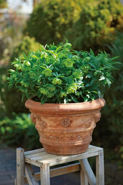 【写真で詳しく解説】プロに教わるクリスマスローズ育て。今年は「小さい苗から始めて、大株作り」を目指す！（サムネイル画像4）