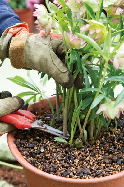 【写真で詳しく解説】プロに教わるクリスマスローズ育て。今年は「小さい苗から始めて、大株作り」を目指す！（サムネイル画像17）